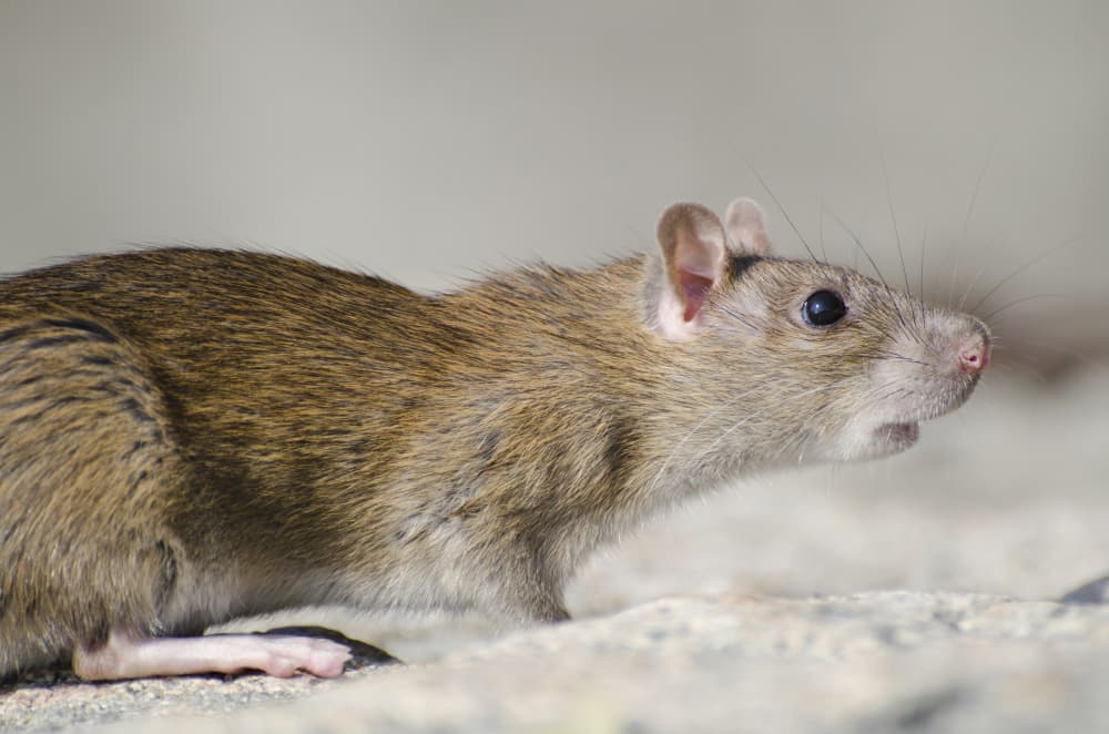 Rodent Control image 1