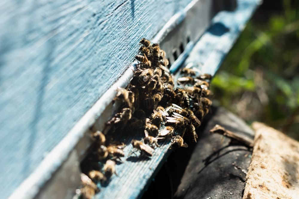 Wasp and Hornet Control image 1
